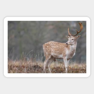 Majestic lone fallow deer Sticker